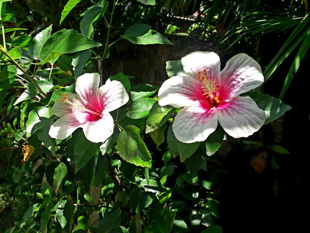 Vivaresidence Homestay Alappuzha Εξωτερικό φωτογραφία
